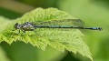 Coenagrion pulchellum immature male-190389